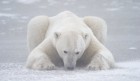 Polar bear sniffing for seals, Chamonix Exhibition
