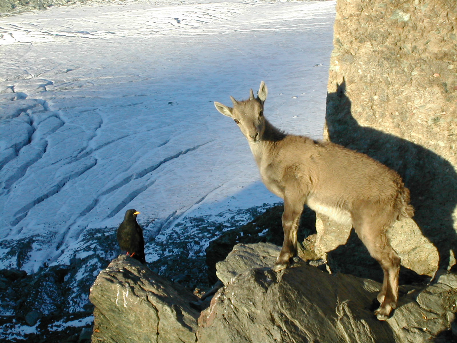 Cathy Murphy desktop Wallpapers